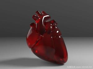 医用模型——心脏
