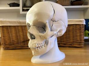 完整头颅骨骼模型