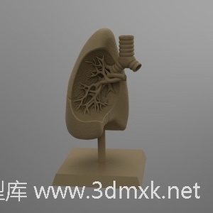 医用模型——肺