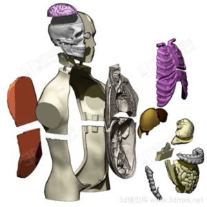人体解剖模型上半身躯干器官全套可组装