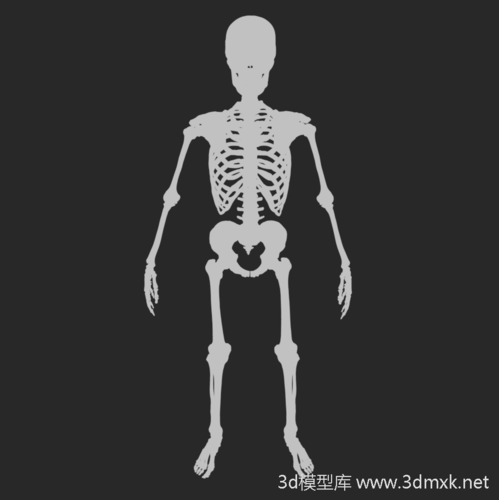 人体骨架全身骨骼3d打印模型下载